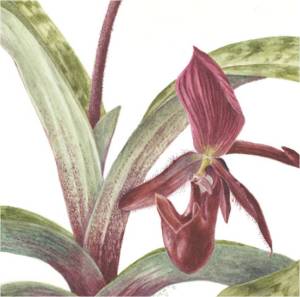 2013 annual botanic garden exhibition at the University of California Botanic Gardens at Berkely