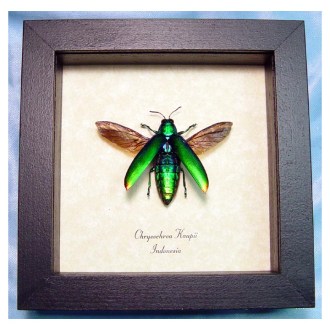 The jewel beetle from Indonesia, resting in its most familiar habitat on eBay.
