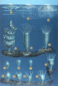 The process from polyp to jellyfish usually progresses from stage 1 to 14. Turritopsis dohrnii can reverse the process back to 8 to heal itself of injuries. Click for a larger version.