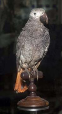 duchess african grey parrot