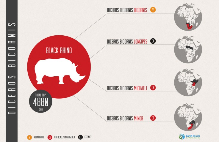 black-rhino-info-graphic