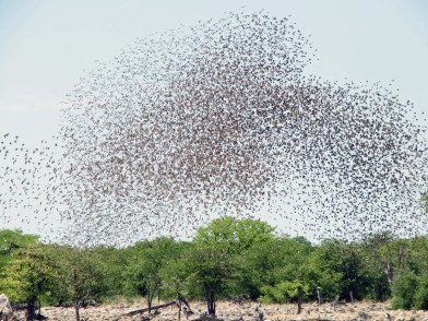 Red-billed_quelea_flocking_at_waterhole