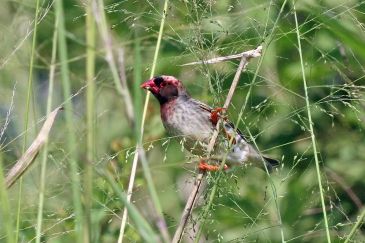 Red-billed_quelea_(Quelea_quelea_aethiopica)_male_breeding_plumage_pink