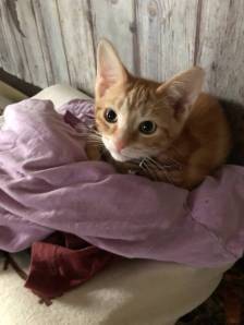 orange kitten