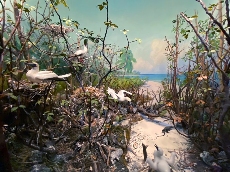 CMNH diorama 2