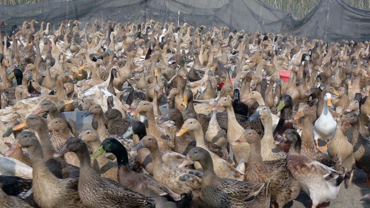 Duck_Hash_Farm_Pic-3