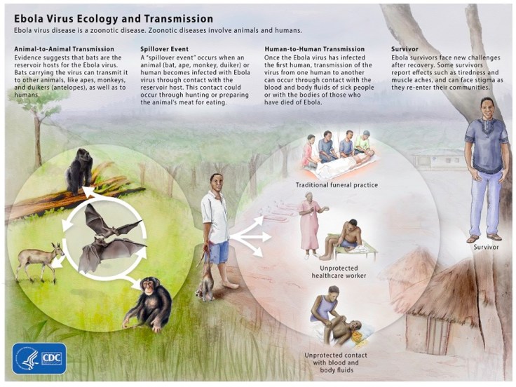 Ebola Life Cycle