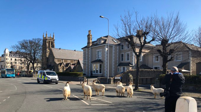 Goats in Welsh Town
