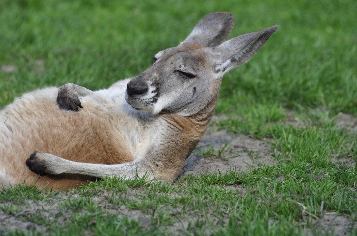Red kangaroo