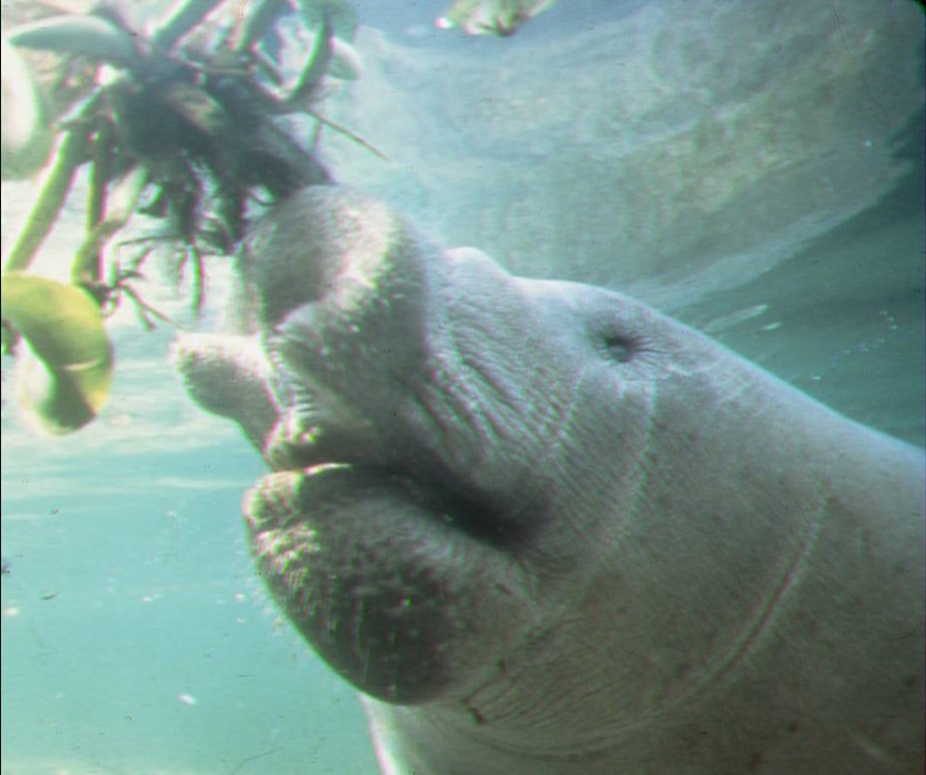 This image has an empty alt attribute; its file name is manatee-mouth-parts.jpg